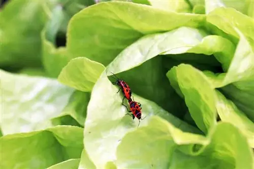 Błędy ogniowe - Pyrrhocoridae