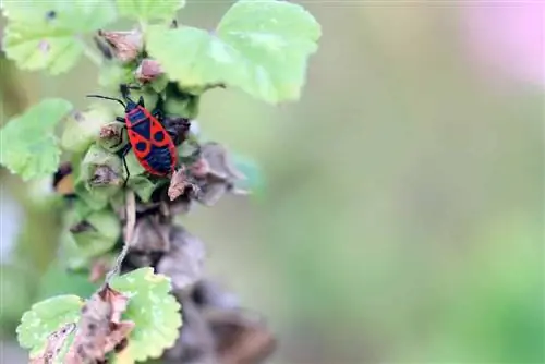 বাগানে ফায়ার বাগগুলির সাথে লড়াই করুন - দ্রুত তাদের পরিত্রাণ পান৷