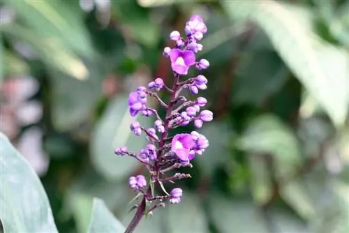 gengibre azul - Dichorisandra thyrsiflora