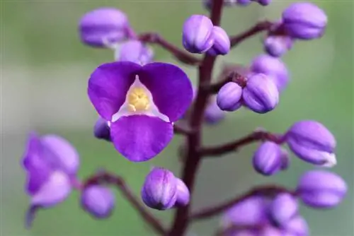 gengibre azul - Dichorisandra thyrsiflora