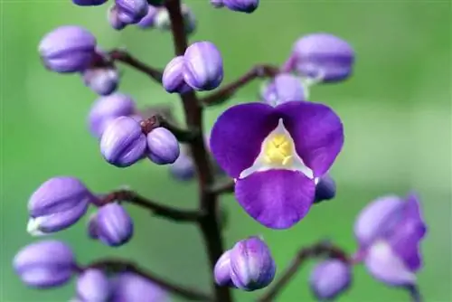 Blauwe gember, Dichorisandra thyrsiflora - Verzorging