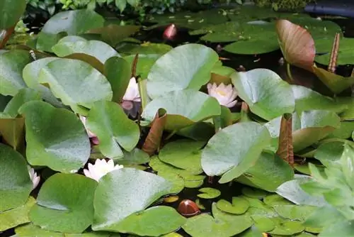 Keamanan kolam: Lima cara membuat kolam taman aman bagi anak