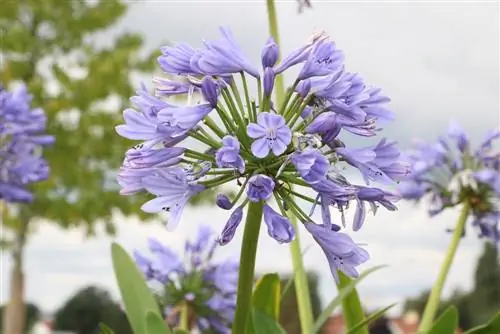 Mīlestības zieds - Āfrikas lilija - Agapanthus