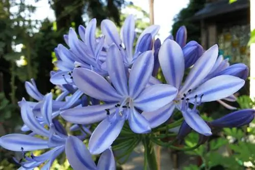 Áttelelő afrikai liliomok A-Z - Az Agapanthus szívós?