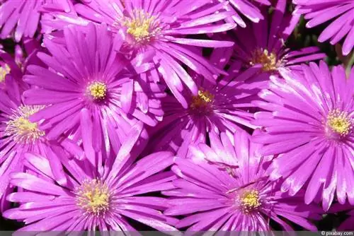 Flores de gelo - híbrido Ddelosperma