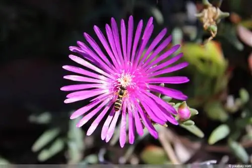 Fiori di ghiaccio - prendersi cura della specie begonia - Piante di ghiaccio resistenti