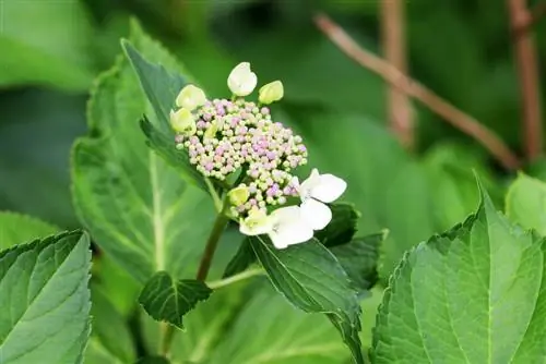 Farm hydrangea - hardin hydrangea - Hydrangea macrophylla