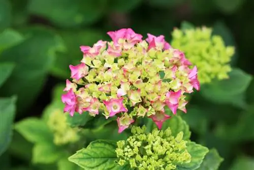 Hydrangea pertanian - hydrangea taman - Hydrangea macrophylla