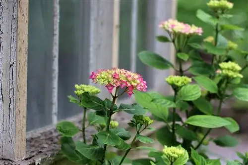 Hydrangea ya bustani: eneo, utunzaji na msimu wa baridi