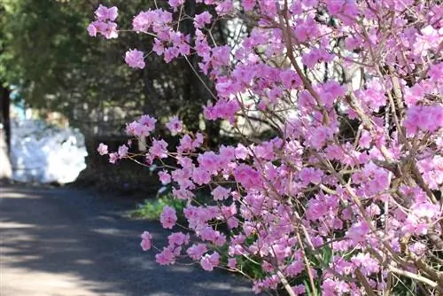 azalea a punta piccola - Rhododendron mucronulatum