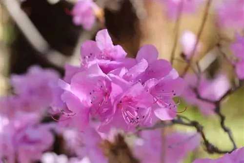 azalea me majë të vogël - Rhododendron mucronulatum