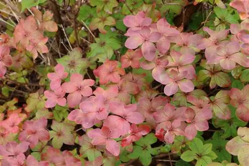 petolisna azaleja - Rhododendron quinquefolium