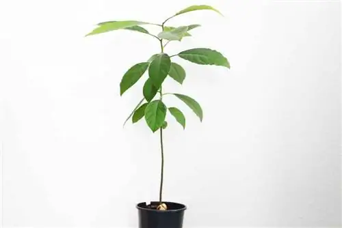 Planta de avocado