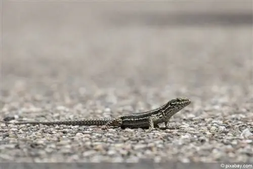 Wall lizard