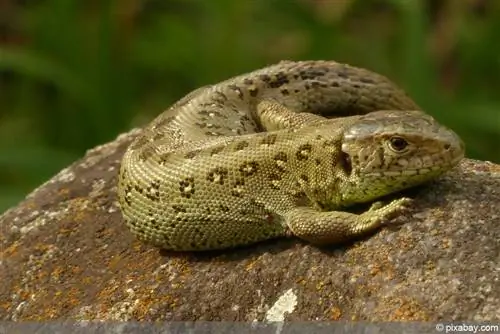 lagarto de areia