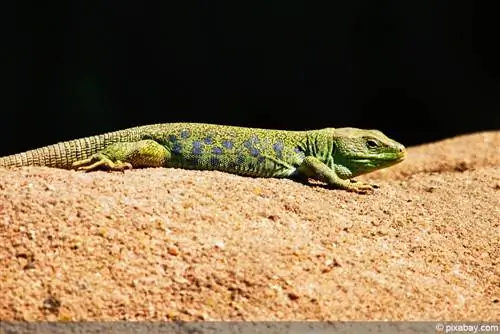 Emerald lizard