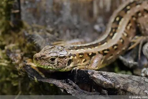 lagarto del bosque