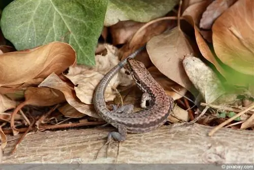 Wall lizard