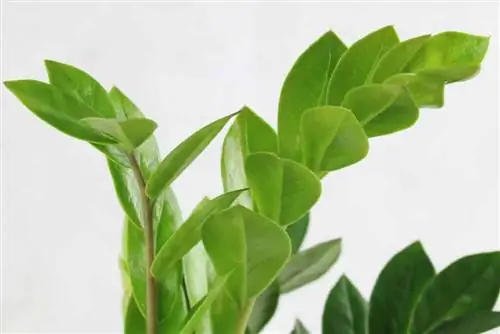 Lông may mắn - Zamioculcas độc