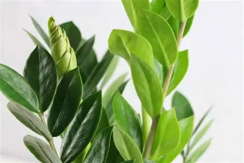 Er den heldige fjer / Zamioculcas giftig? Råd til børn og katte