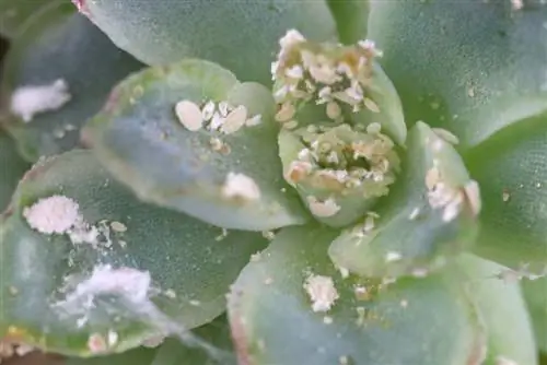 Mealybugs and mealybugs