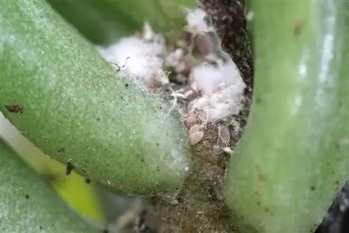 Mealybugs and mealybugs