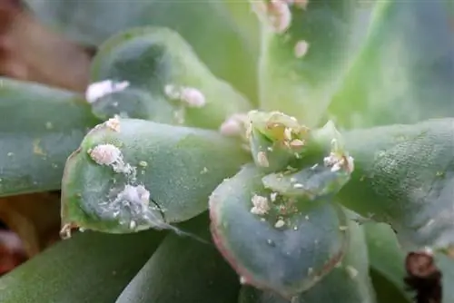 Mealybugs and mealybugs