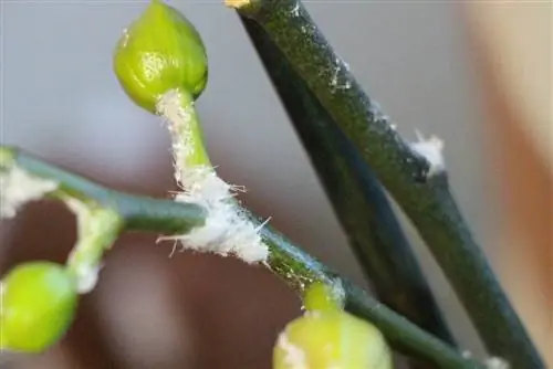 Mealybugs mealybugs on orchid