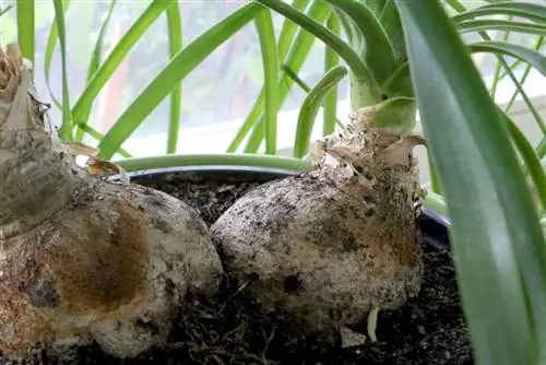 Voortplanting van olifantvoete deur uitlopers - dit is hoe dit werk