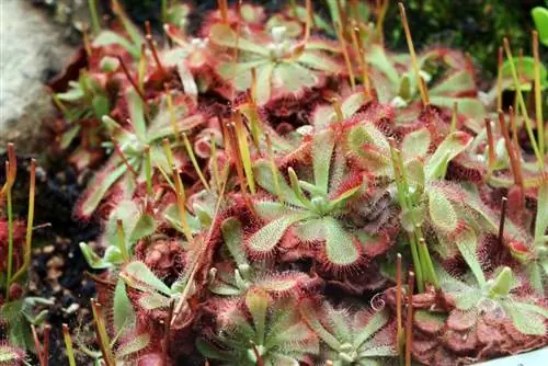 Sundew Drosera carnivores