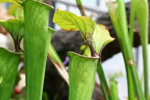 Kancsó növény - Sarracenia