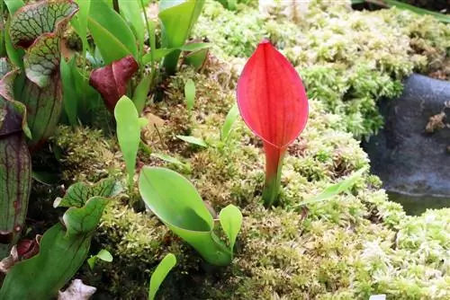 Heliamphora mocsári kancsó