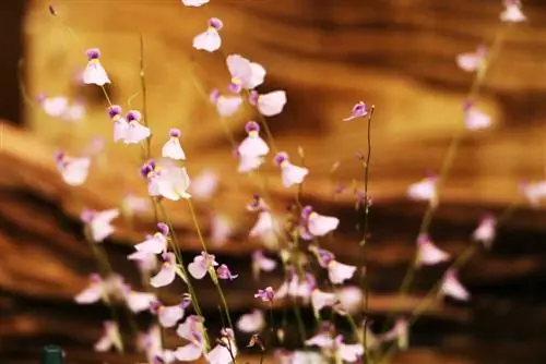 Selang air - Utricularia