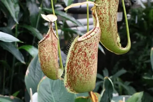 Carnivorous pitcher plants