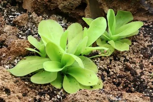 الحشيشة - Pinguicula