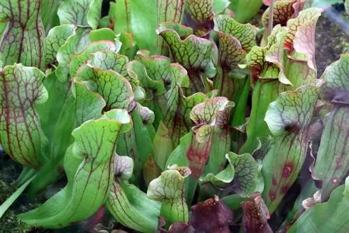 Planta de jarra sarracenia