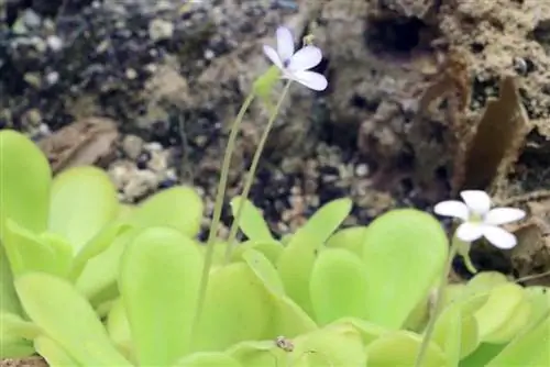 Цөцгийн шар буурцаг - Pinguicula