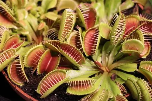 Conservation des plantes carnivores : bases des soins et de l'alimentation