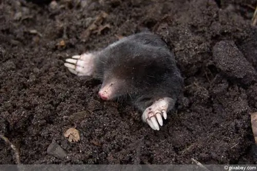 mole