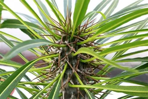 Madaqaskar xurması - Pachypodium lamerei