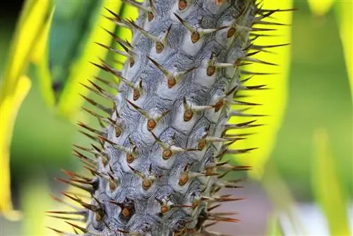 דקל מדגסקר - Pachypodium lamerei