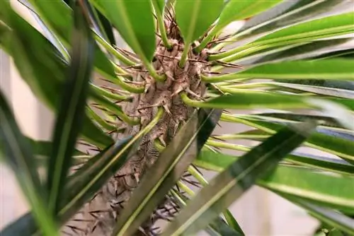 Palmeira de Madagascar - Pachypodium lamerei