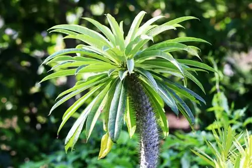 Madagascar-palm: verzorging en voortplanting - Is het giftig?