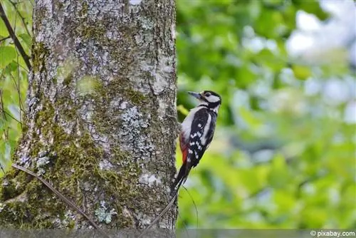 Construye un agujero para el pájaro carpintero: instrucciones de construcción gratuitas para una caja nido para el pájaro carpintero