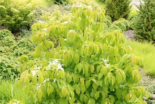 Cornus kousa - dogwood em flor