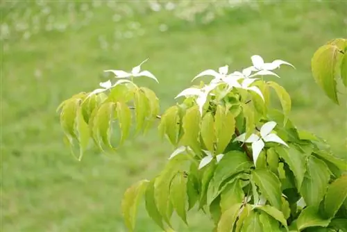 Cornus kousa - câinele înflorit