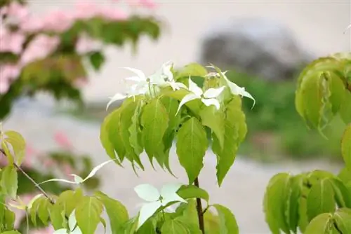 Cornus kousa - câinele înflorit