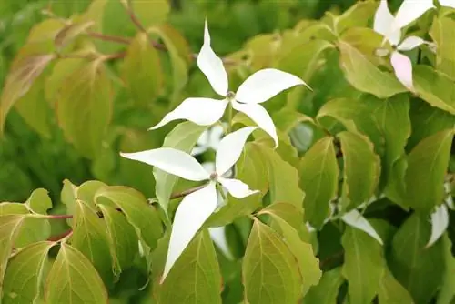 Flower dogwood, Cornus kousa - pangangalaga mula sa A-Z + varieties - impormasyon