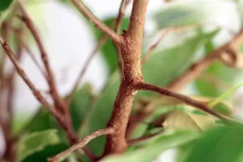 Birch fig - Ficus benjamina