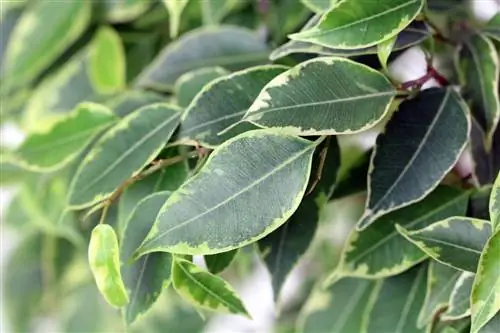 Huş ağacı incir yapraklarını kaybeder - Ficus benjamini